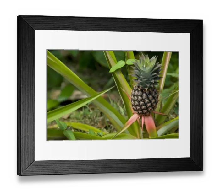 Framed Print : Asia, India