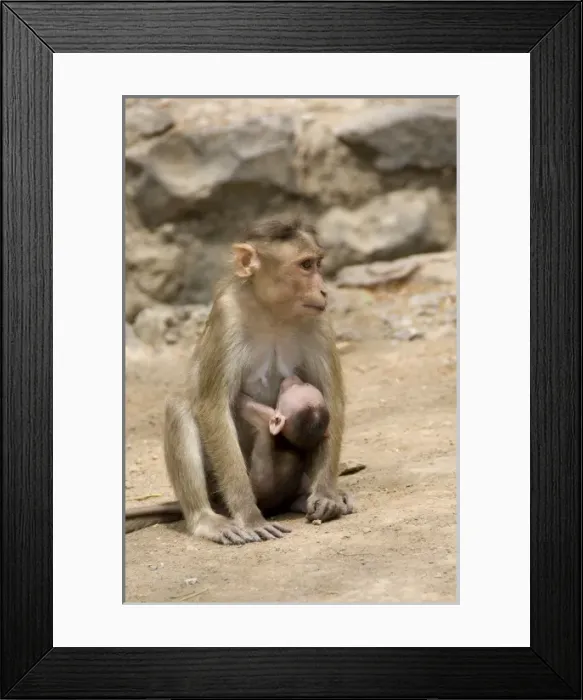 Framed Print : Asia, India Framed Print : Asia, India