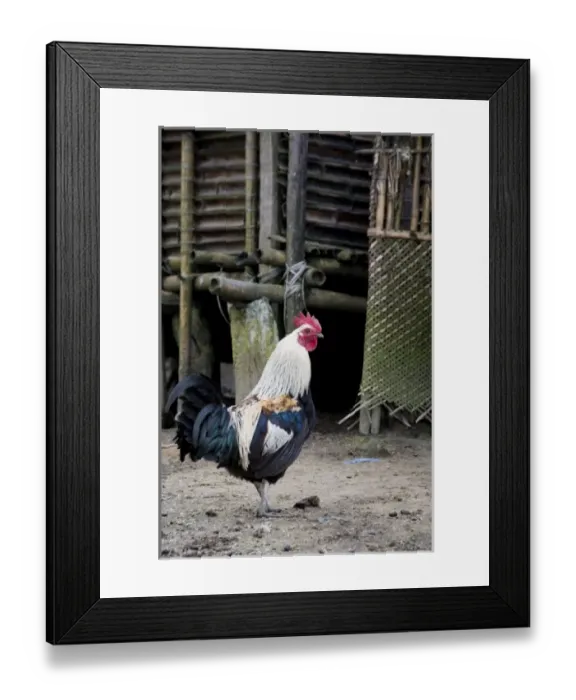 Framed Print : Hong Village near Ziro, Arunachal Pradesh State, northeast India, a domestic rooster Framed Print : Hong Village near Ziro, Arunachal Pradesh State, northeast India, a domestic rooster