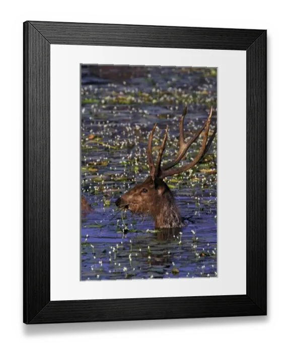 Framed Print : Asia, India, Khana National Park. Barasingha (Cervus duvanceli) Framed Print : Asia, India, Khana National Park. Barasingha (Cervus duvanceli)