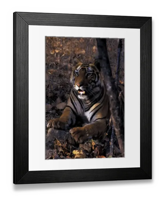 Framed Print : Asia, India, Bandhaugarh National Park. Tiger (Panthera tigris) Framed Print : Asia, India, Bandhaugarh National Park. Tiger (Panthera tigris)