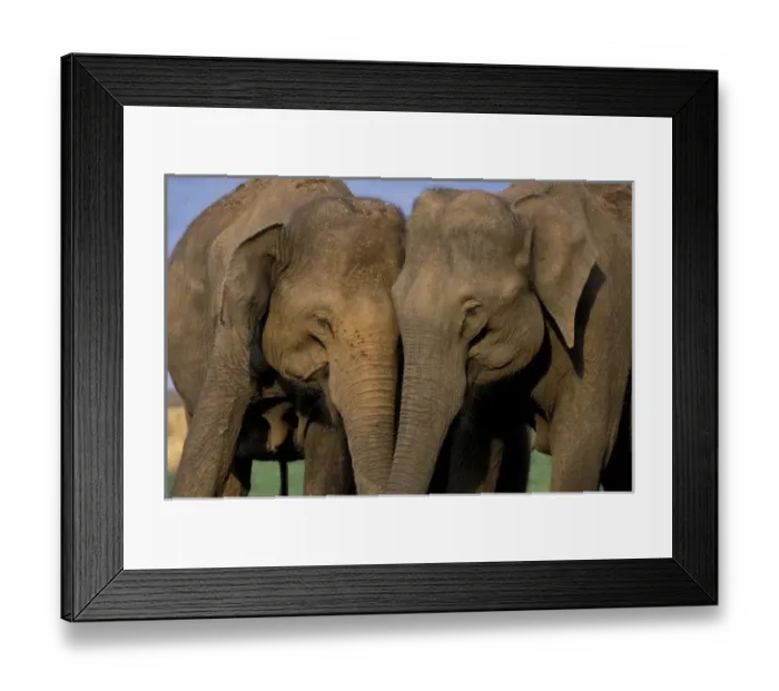 Framed Print : Asia, India, Nargahole National Park. Indian Elephants (Elaphus bengalensis) Framed Print : Asia, India, Nargahole National Park. Indian Elephants (Elaphus bengalensis)