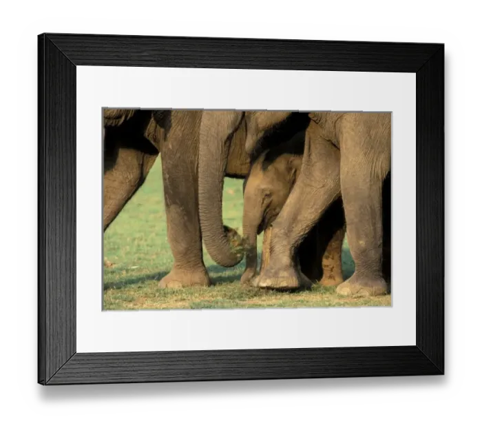Framed Print : Asia, India