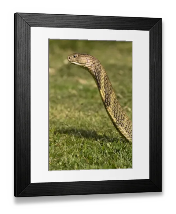 Framed Print : Asia, India Framed Print : Asia, India