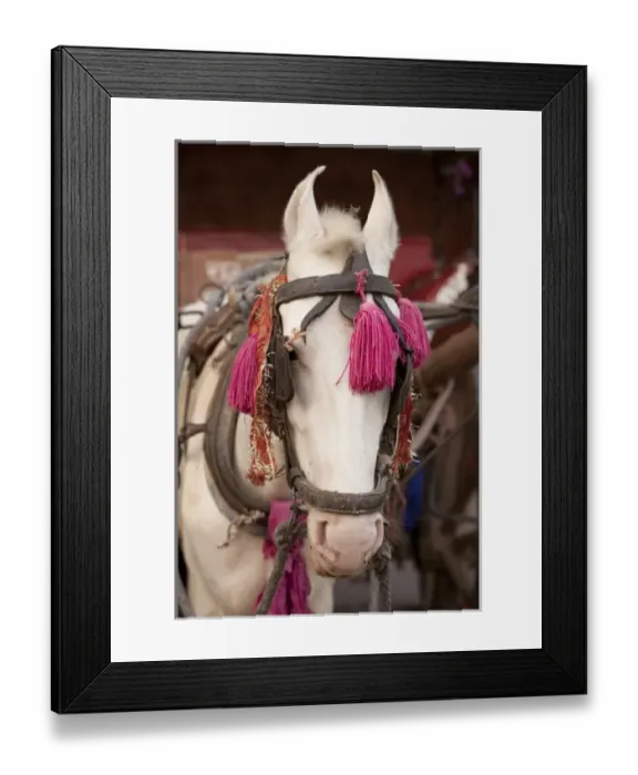 Framed Print : India, Agra. Horse and horsecart Framed Print : India, Agra. Horse and horsecart