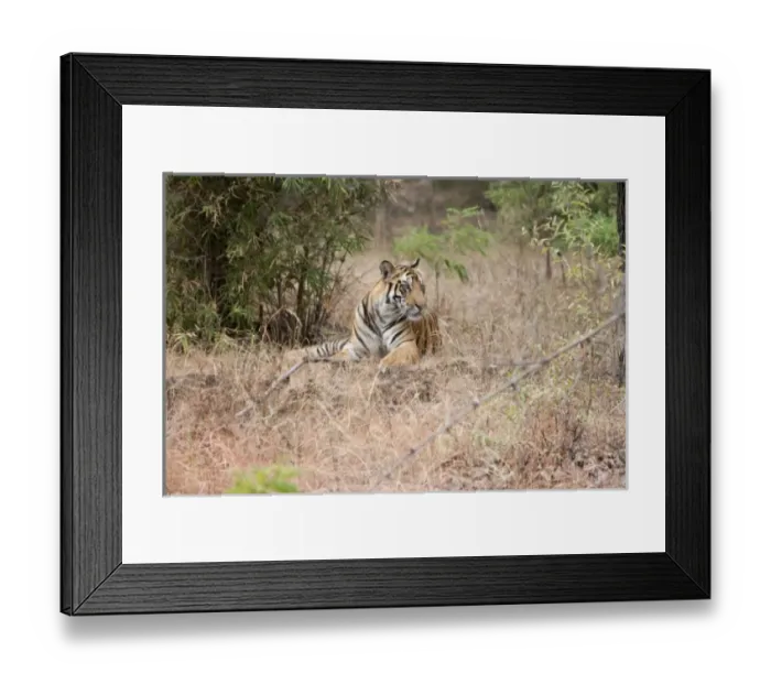 Framed Print : Asia, India Framed Print : Asia, India