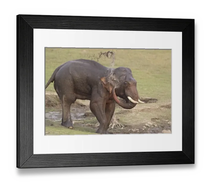 Framed Print : Asia, India Framed Print : Asia, India