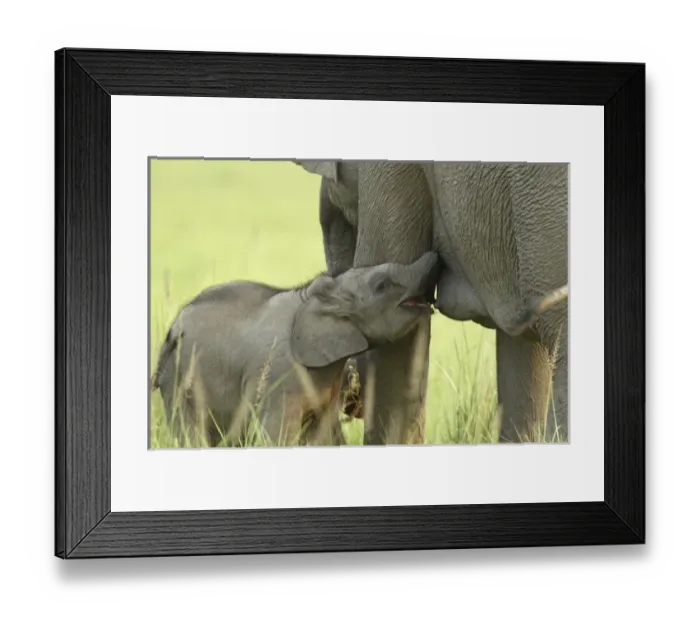 Framed Print : Asia, India