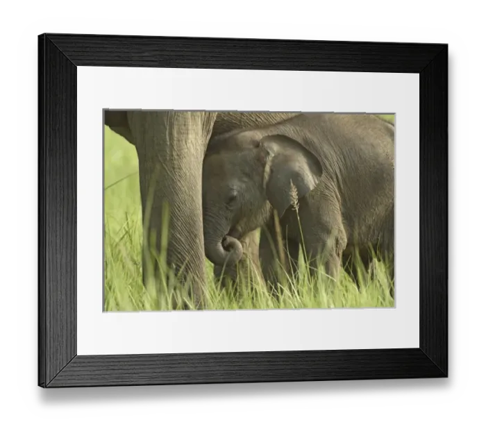 Framed Print : Asia, India