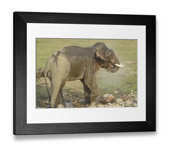 Framed Print : Asia, India