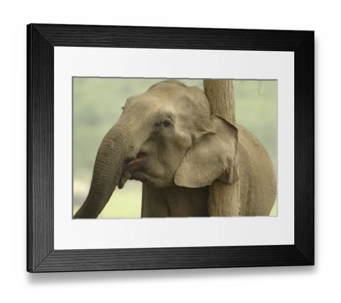 Framed Print : Asia, India Framed Print : Asia, India