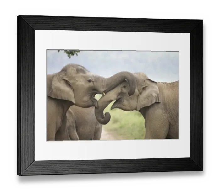 Framed Print : Asia, India Framed Print : Asia, India