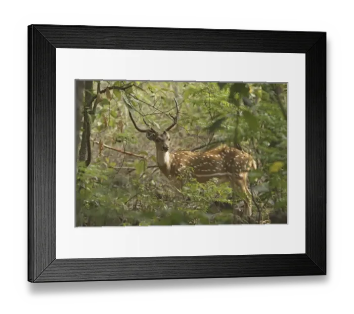 Framed Print : Asia, India Framed Print : Asia, India
