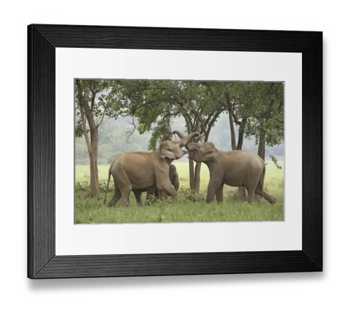 Framed Print : Asia, India Framed Print : Asia, India