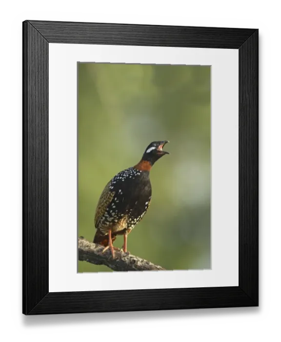 Framed Print : Asia, India