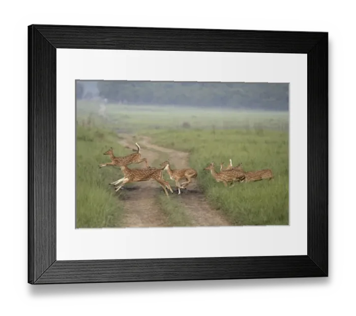 Framed Print : Asia, India Framed Print : Asia, India
