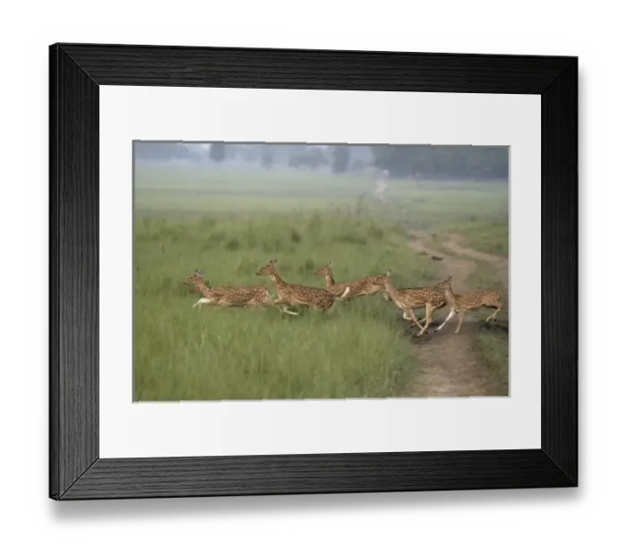 Framed Print : Asia, India