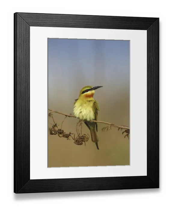 Framed Print : Bluetailed Bee eater, Corbett National Park, Uttaranchal, India Framed Print : Bluetailed Bee eater, Corbett National Park, Uttaranchal, India