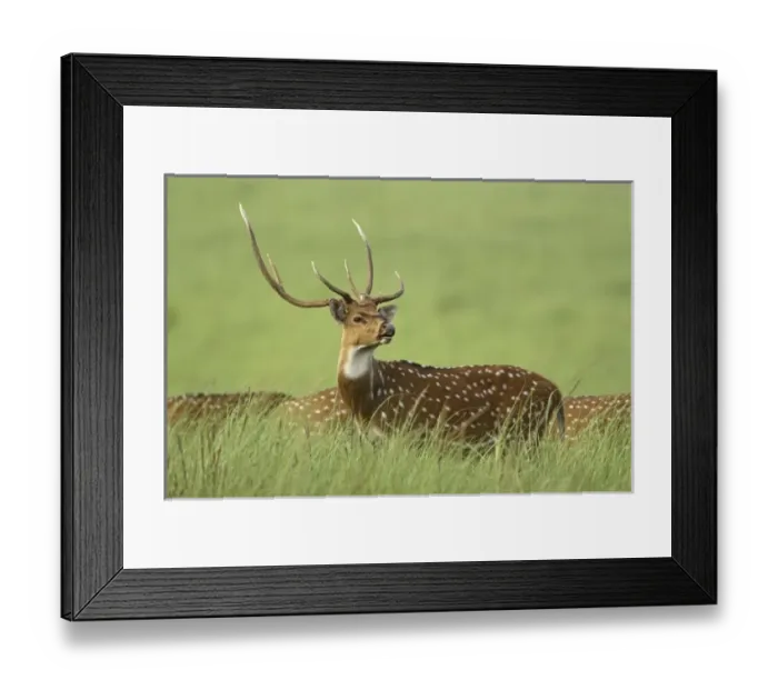 Framed Print : Asia, India