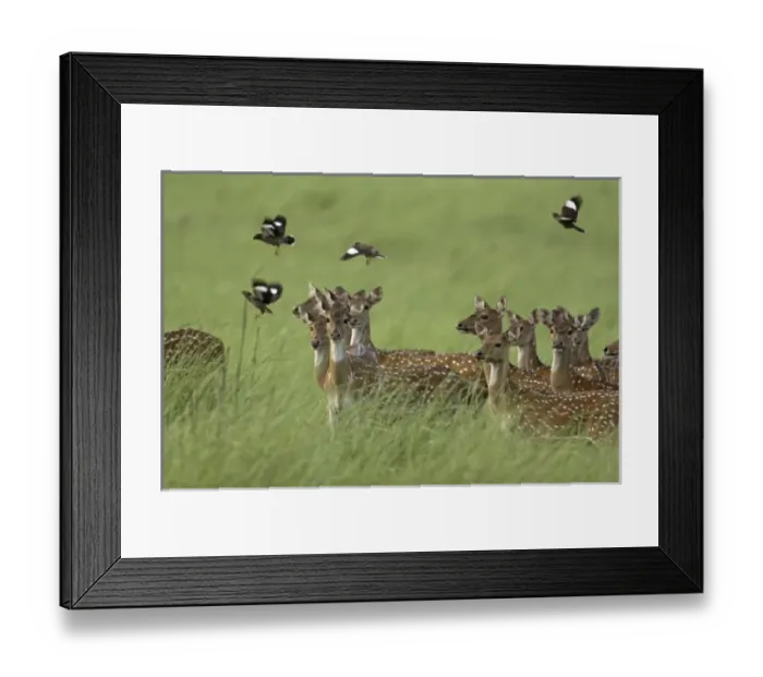 Framed Print : Asia, India Framed Print : Asia, India