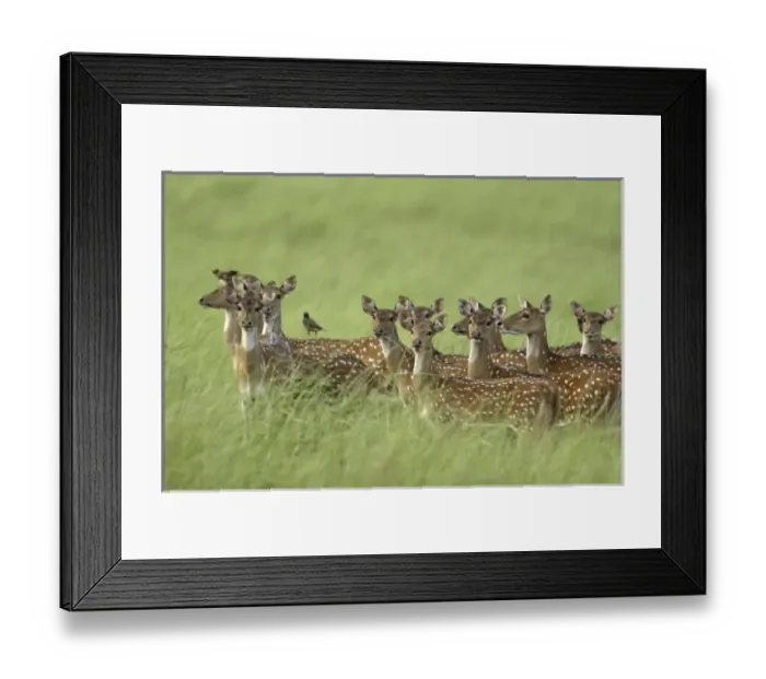 Framed Print : Asia, India Framed Print : Asia, India