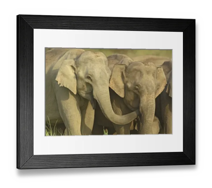 Framed Print : Asia, India Framed Print : Asia, India