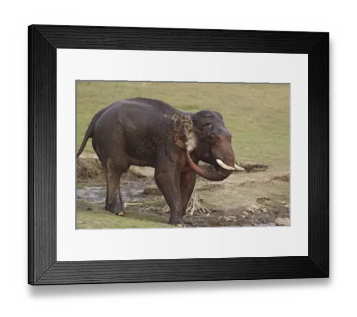 Framed Print : Asia, India