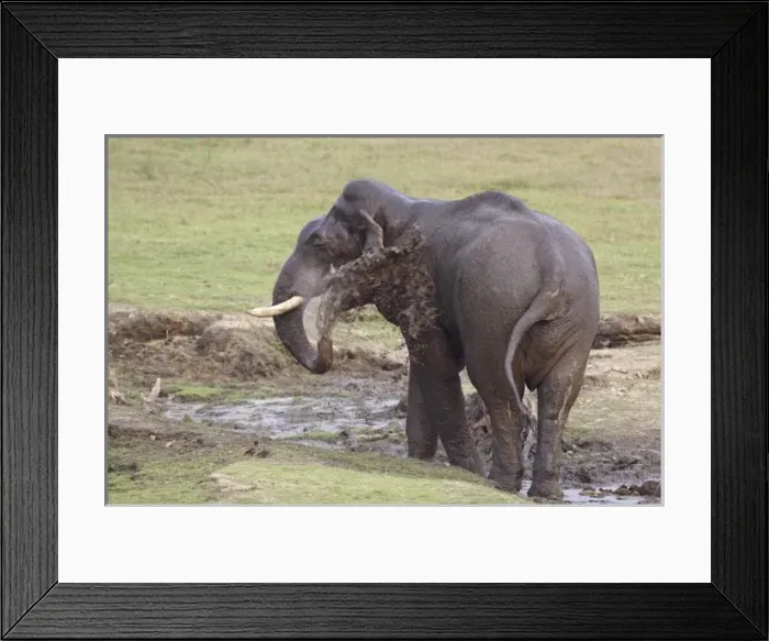 Framed Print : Asia, India Framed Print : Asia, India