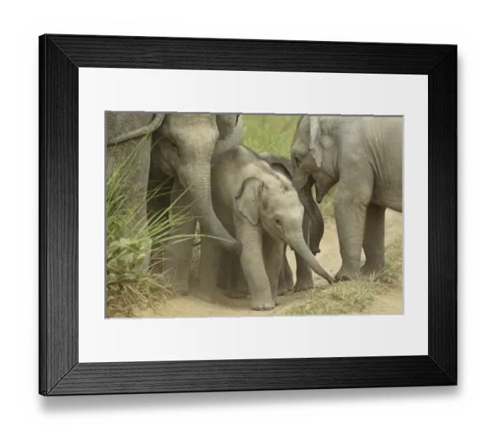 Framed Print : Asia, India Framed Print : Asia, India