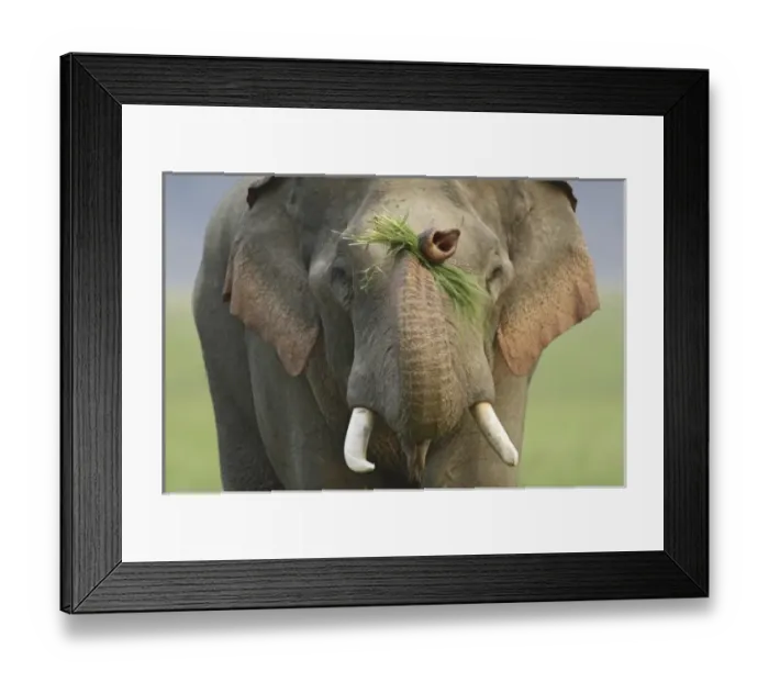 Framed Print : Asia, India