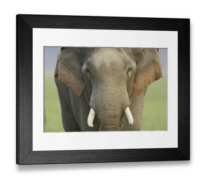 Framed Print : Asia, India