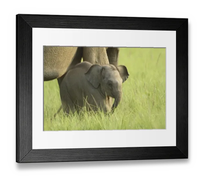 Framed Print : Asia, India