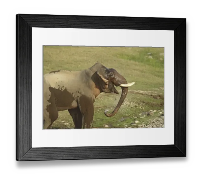 Framed Print : Asia, India