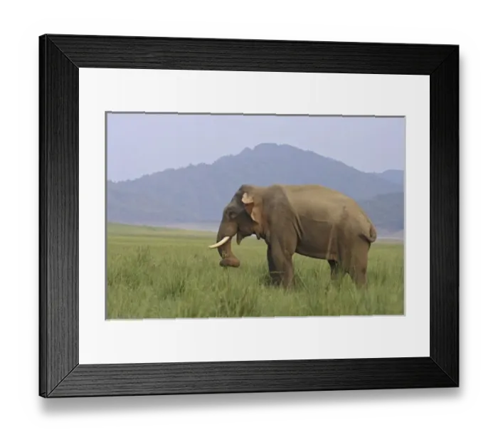Framed Print : Asia, India