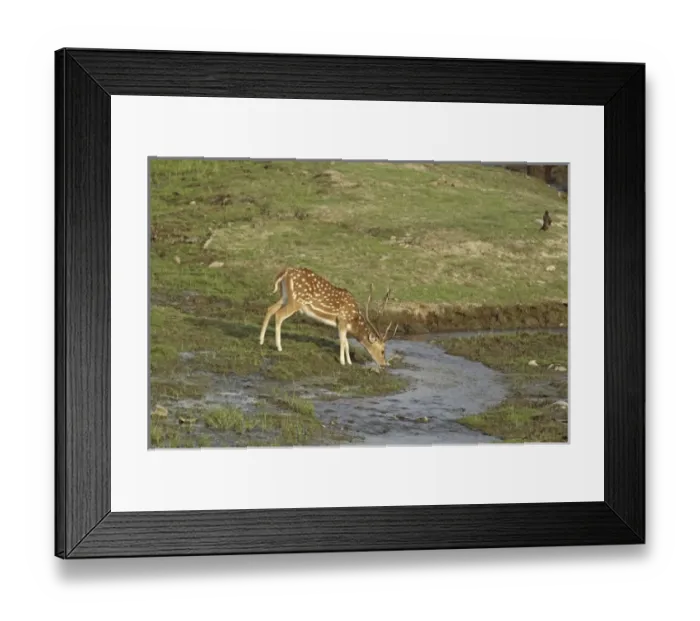 Framed Print : Asia, India Framed Print : Asia, India