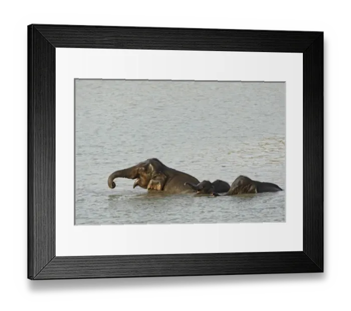Framed Print : Indian  /  Asian Elephant in the river Ramganga, Corbett National Park, Uttaranchal, India