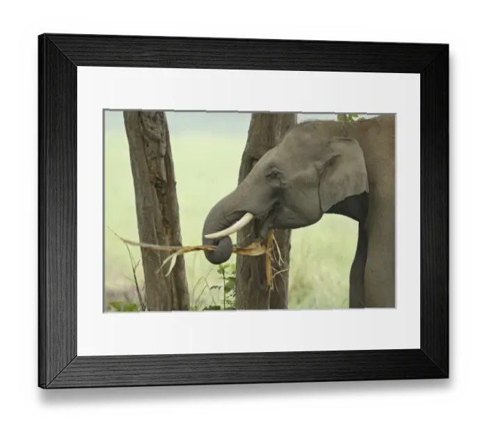 Framed Print : Asia, India Framed Print : Asia, India