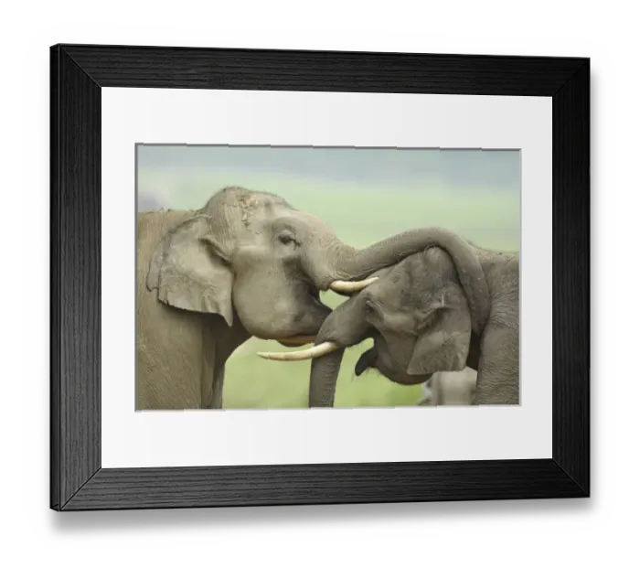 Framed Print : Corbett National Park, Uttaranchal, India Framed Print : Corbett National Park, Uttaranchal, India