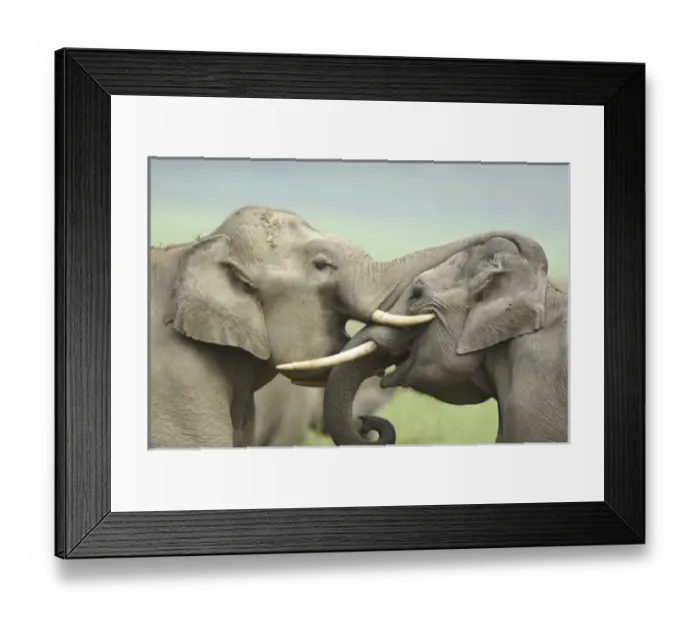 Framed Print : Asia, India Framed Print : Asia, India