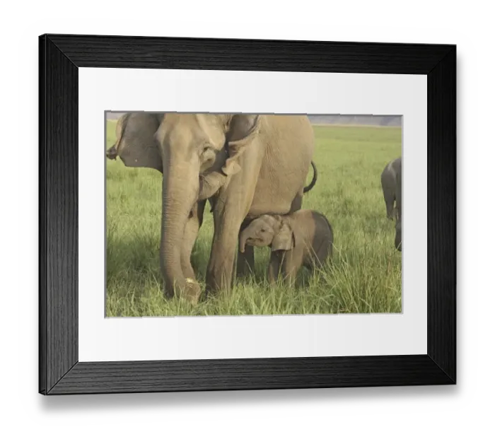 Framed Print : Asia, India