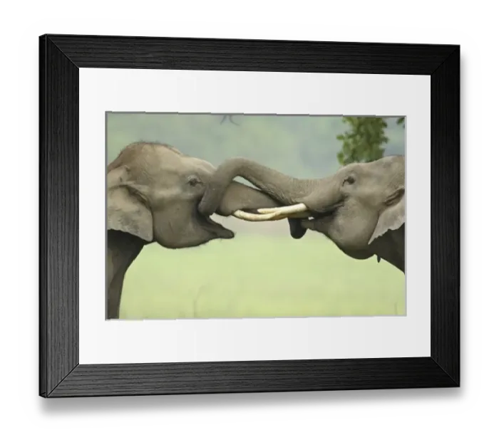 Framed Print : Asia, India Framed Print : Asia, India
