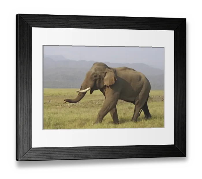 Framed Print : Asia, India