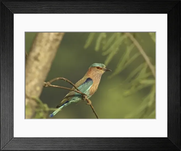 Framed Print : Asia, India