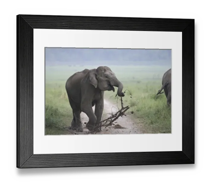 Framed Print : Asia, India Framed Print : Asia, India