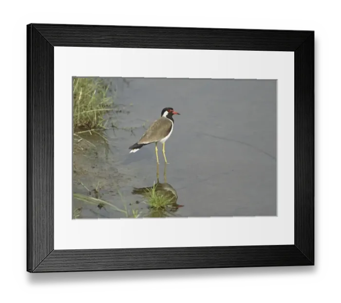 Framed Print : Redwattled Lapwing, Corbett National Park, Uttaranchal, India Framed Print : Redwattled Lapwing, Corbett National Park, Uttaranchal, India