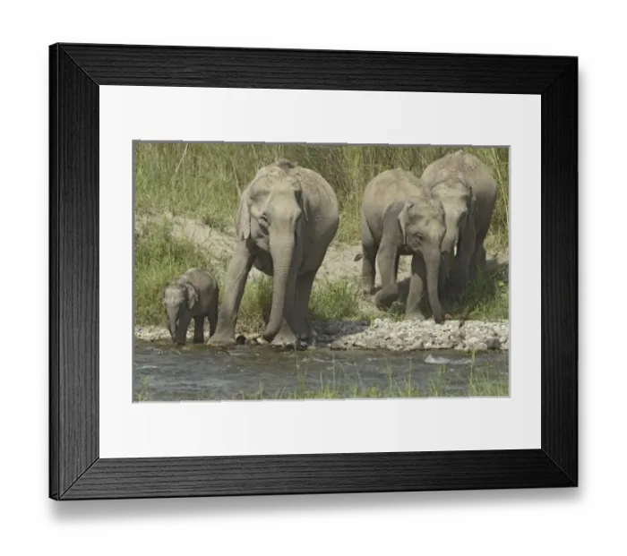 Framed Print : Asia, India Framed Print : Asia, India