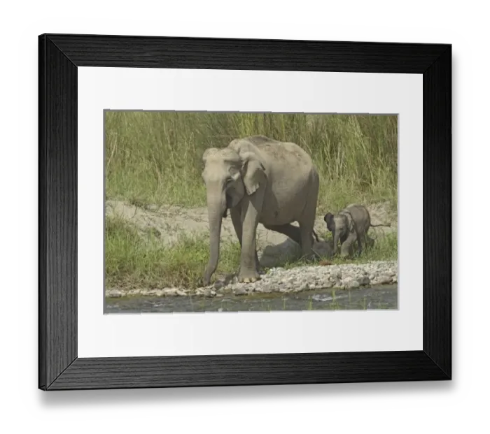 Framed Print : Asia, India Framed Print : Asia, India