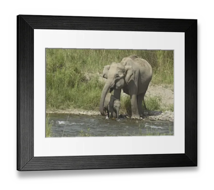 Framed Print : Asia, India