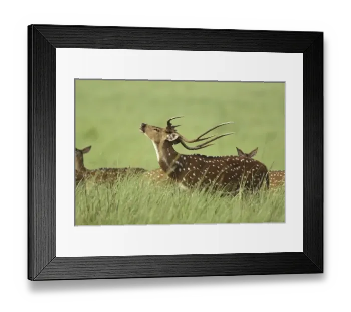 Framed Print : Asia, India Framed Print : Asia, India