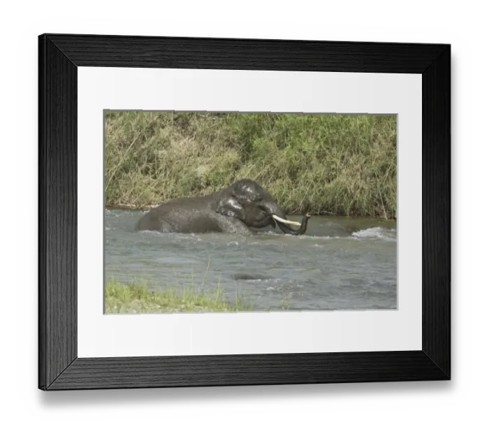 Framed Print : Asia, India Framed Print : Asia, India